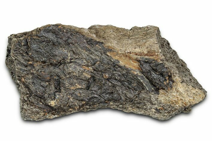 Dinosaur (Triceratops) Frill Shield Section - Montana #338931